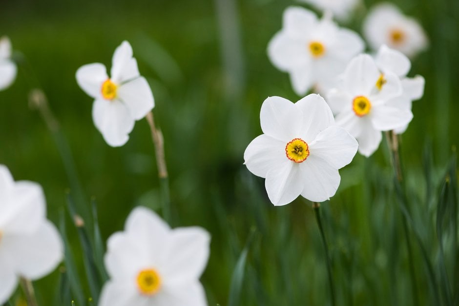 daffodil 'Actaea'