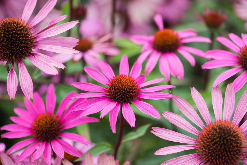 purple coneflower 'Magnus Superior'