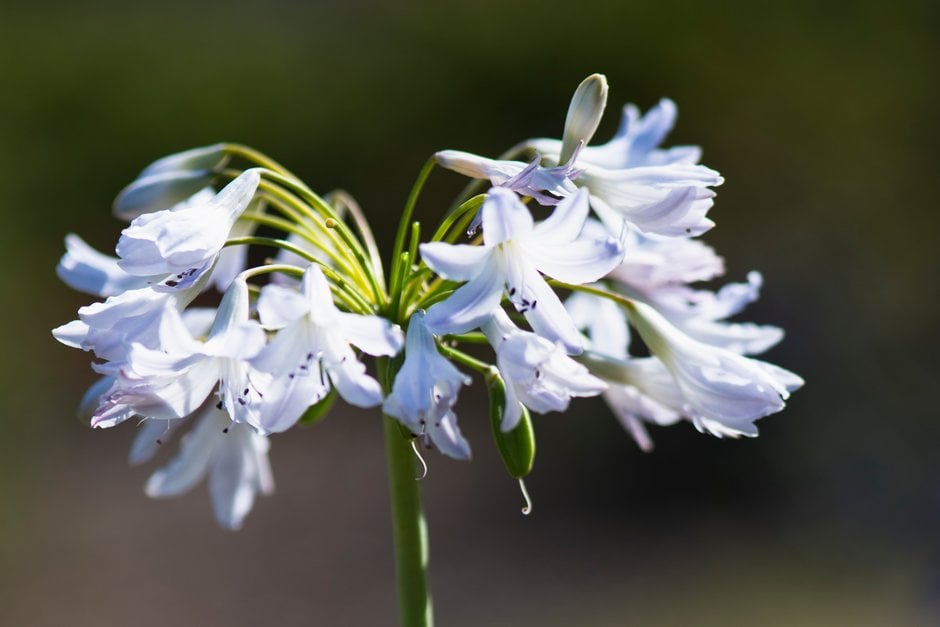 African lily 'Bethlehem Star'