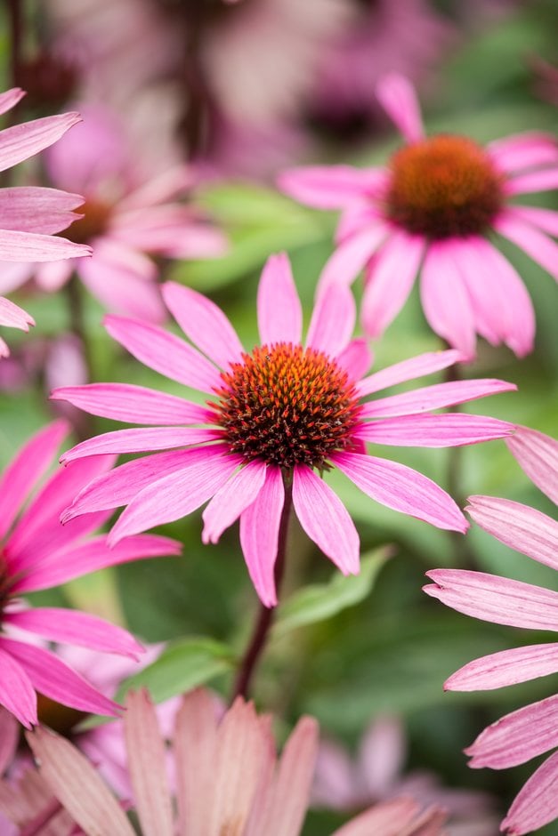 purple coneflower 'Magnus Superior'