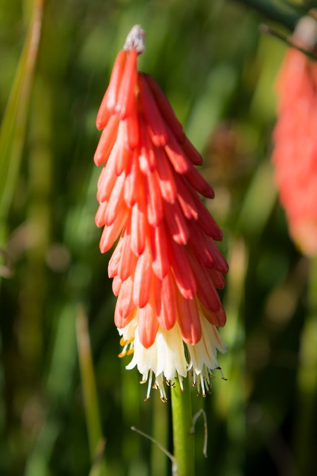 red-hot poker 'Amazing Fun'