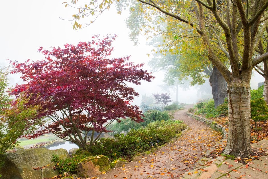 Japanese maple 'Fireglow'
