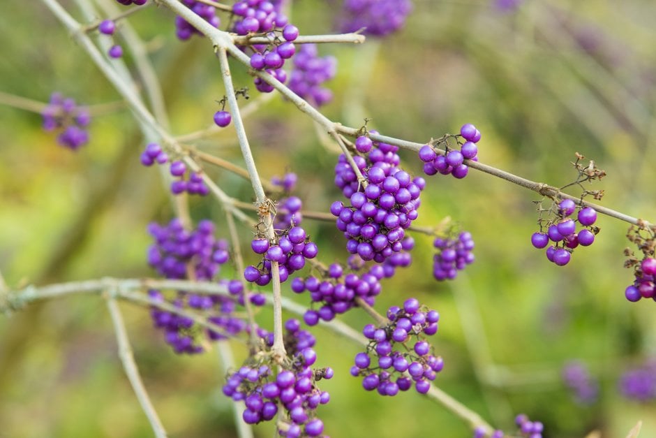 beautyberry 'Profusion'