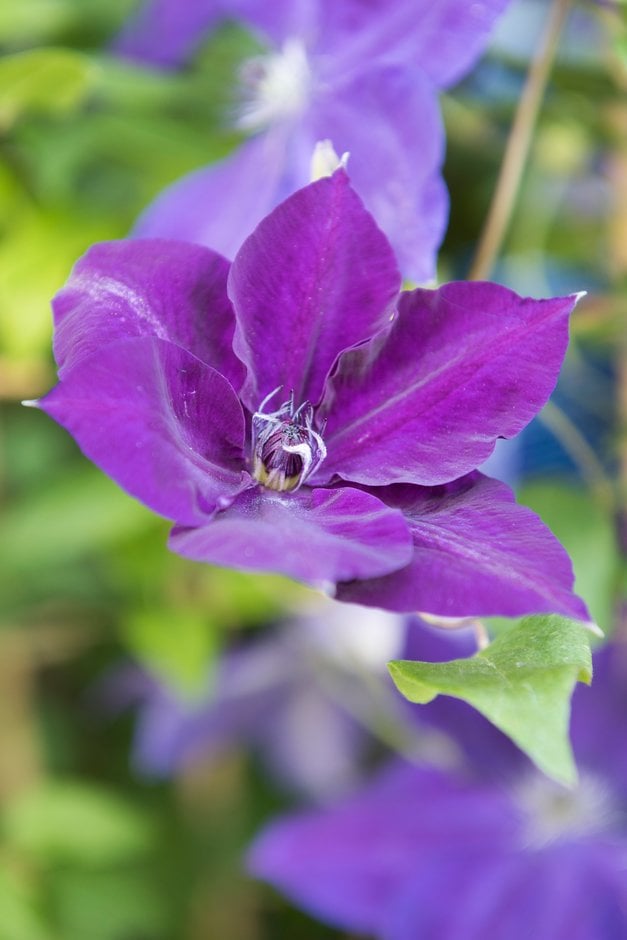 clematis [Amethyst Beauty]