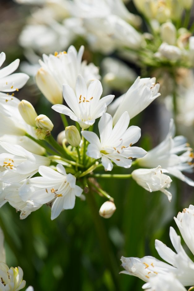 African lily [Double Diamond]