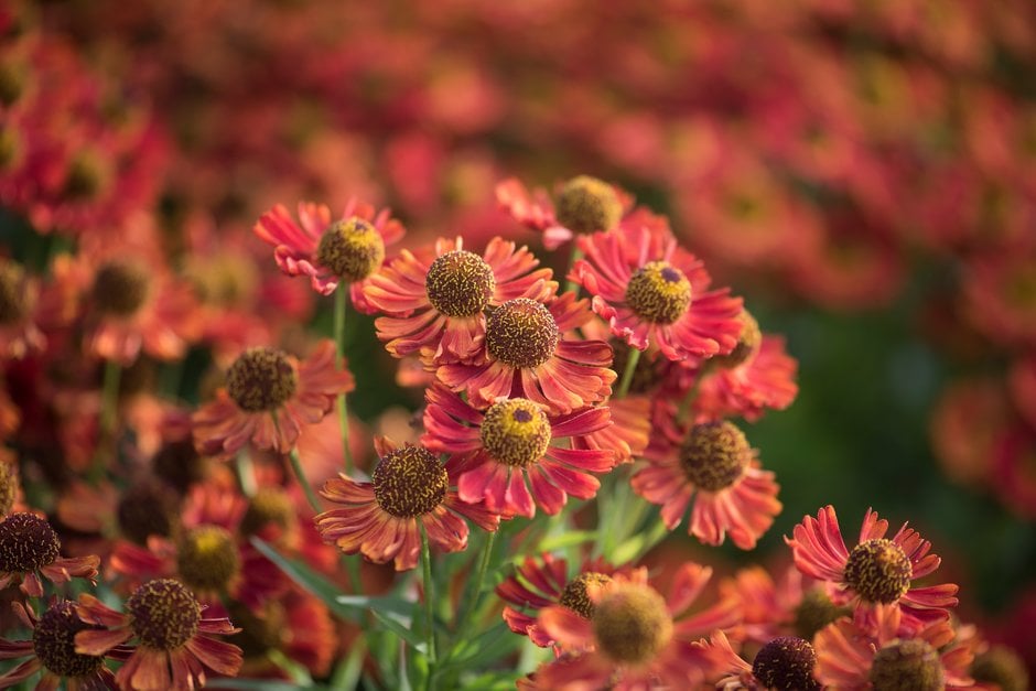sneezeweed 'Siesta'