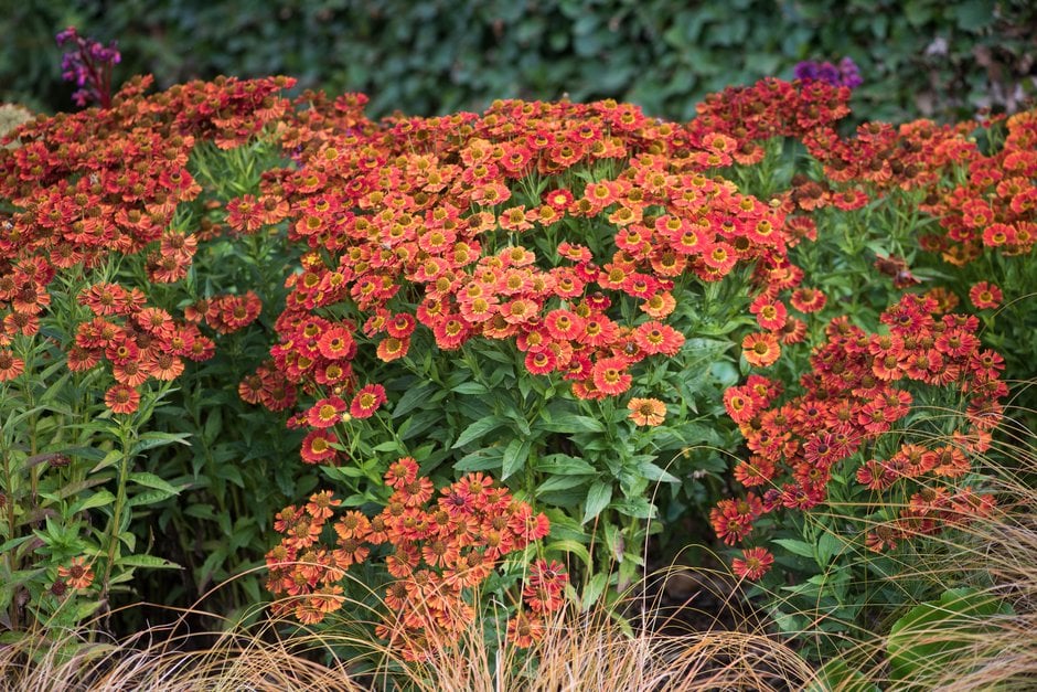 sneezeweed 'Siesta'