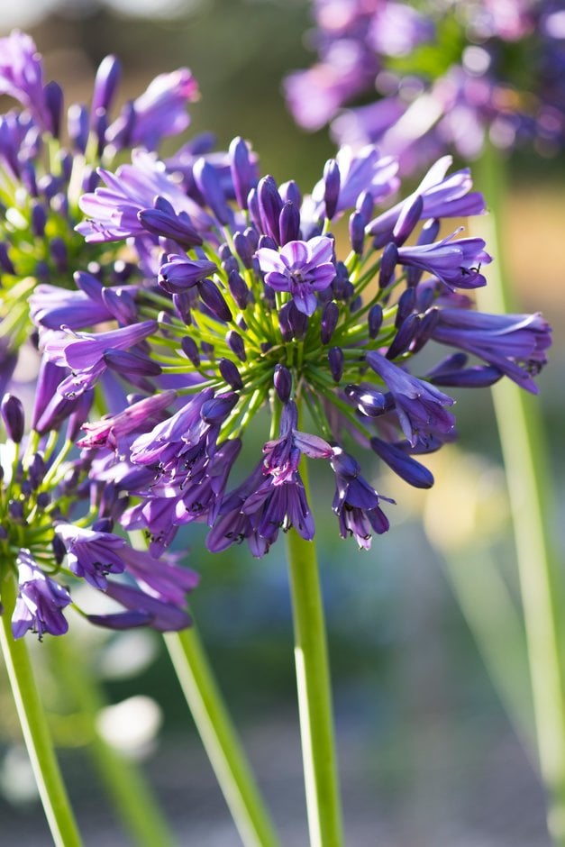 African lily 'Purple Delight'