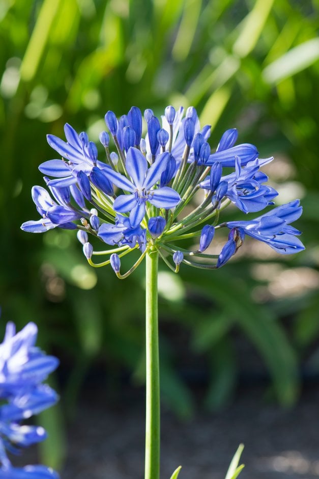 African lily 'Moonlight Star'