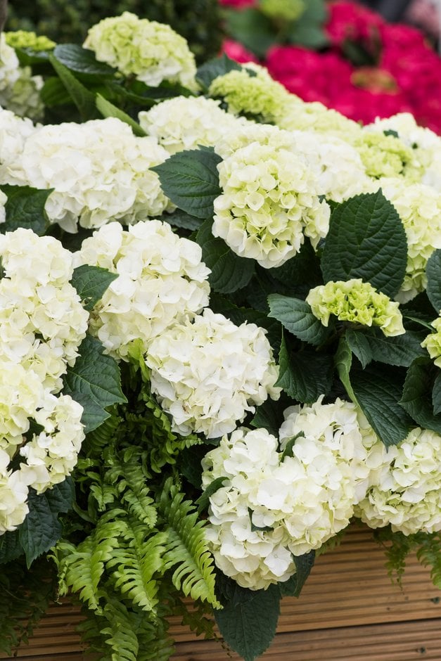 hydrangea 'Wudu'