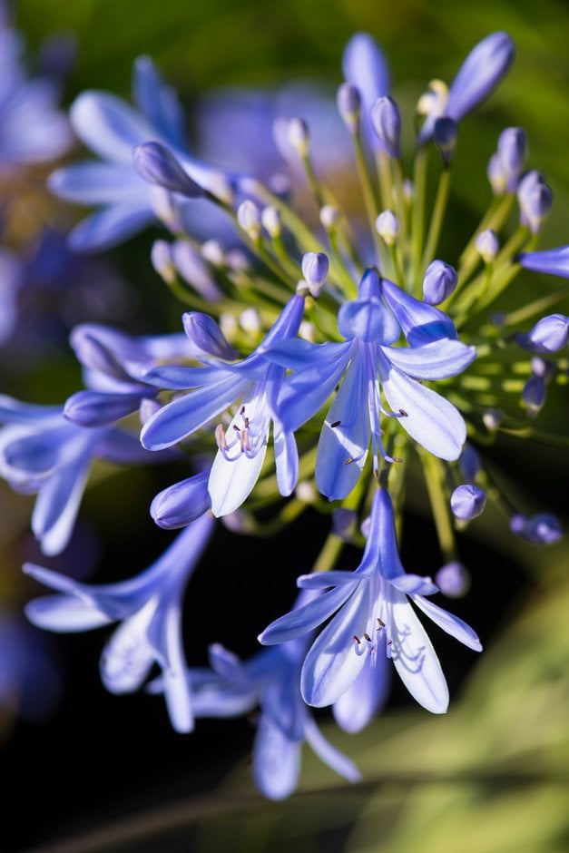 African lily 'Gold Strike'