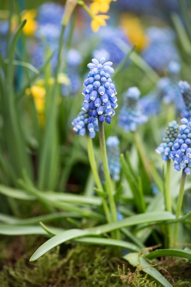 grape hyacinth 'Blue Magic'