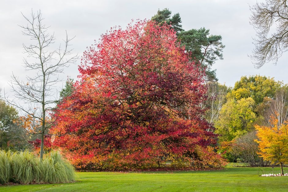sweet gum 'Wisley King'