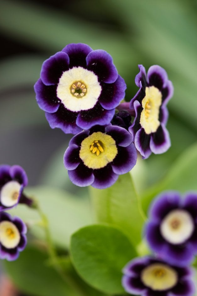 Primula auricula &Joyce& (Au/A) auricula &Joyce& Alpine Rockery/RHS