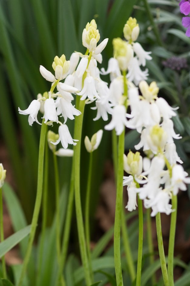 bluebell 'Alba'