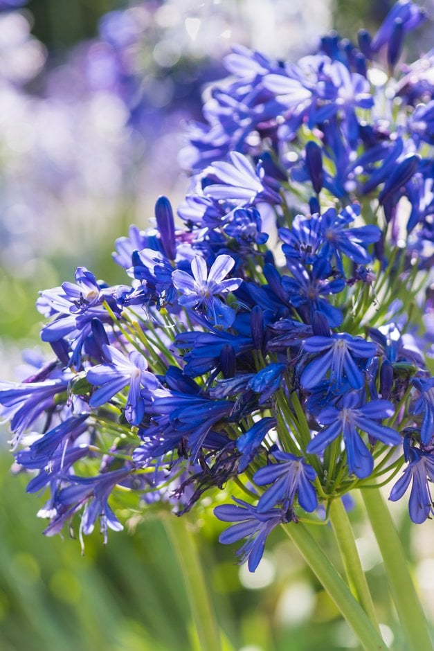 African lily 'African Skies'