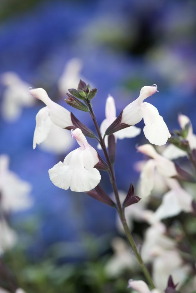 sage 'Heatwave Glimmer'