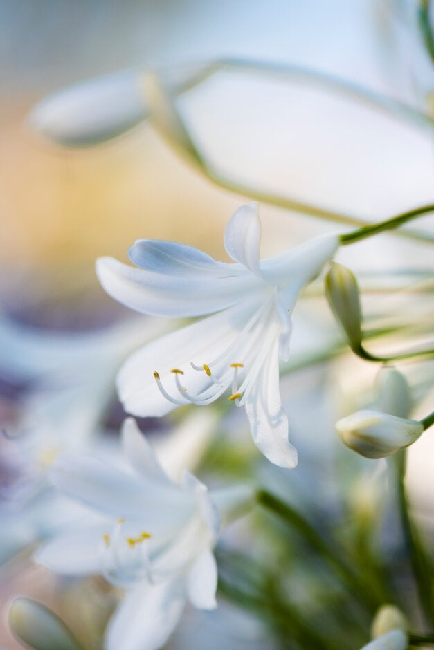 African lily 'Albatross'
