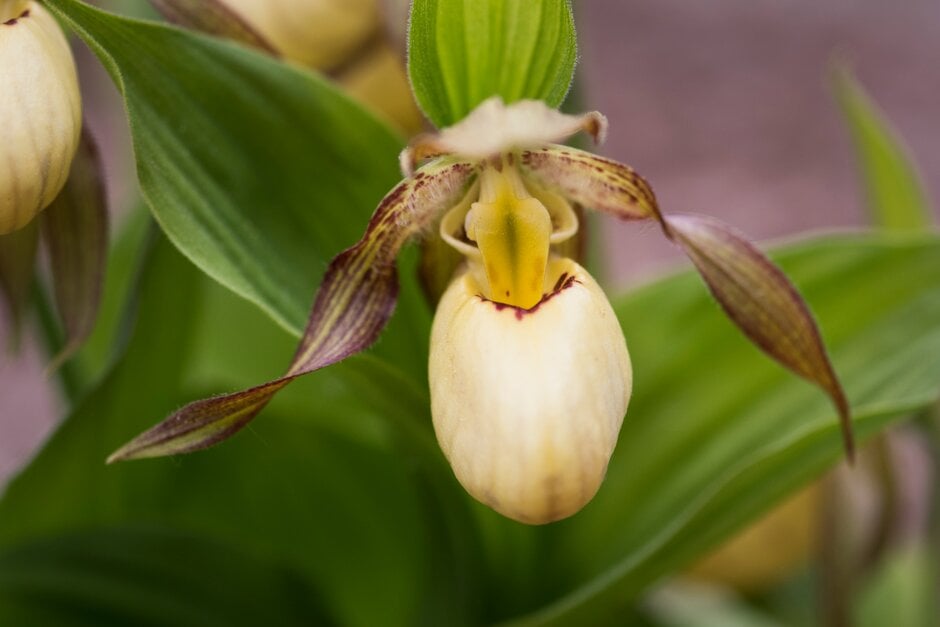 lady's slipper orchid Inge gx