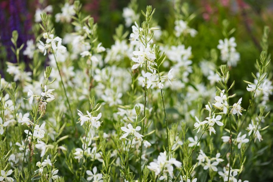 Gaura lindheimeri &Nugaupapil& | white gaura [Papillon] Herbaceous ...