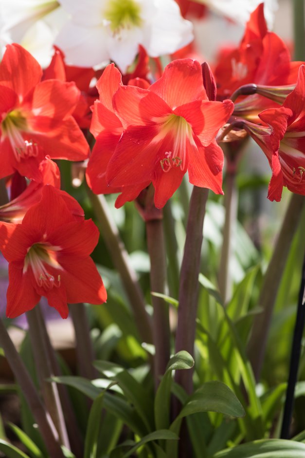 amaryllis 'Happy Garden'