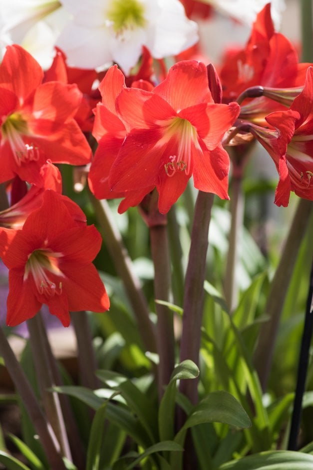 amaryllis 'Happy Garden'