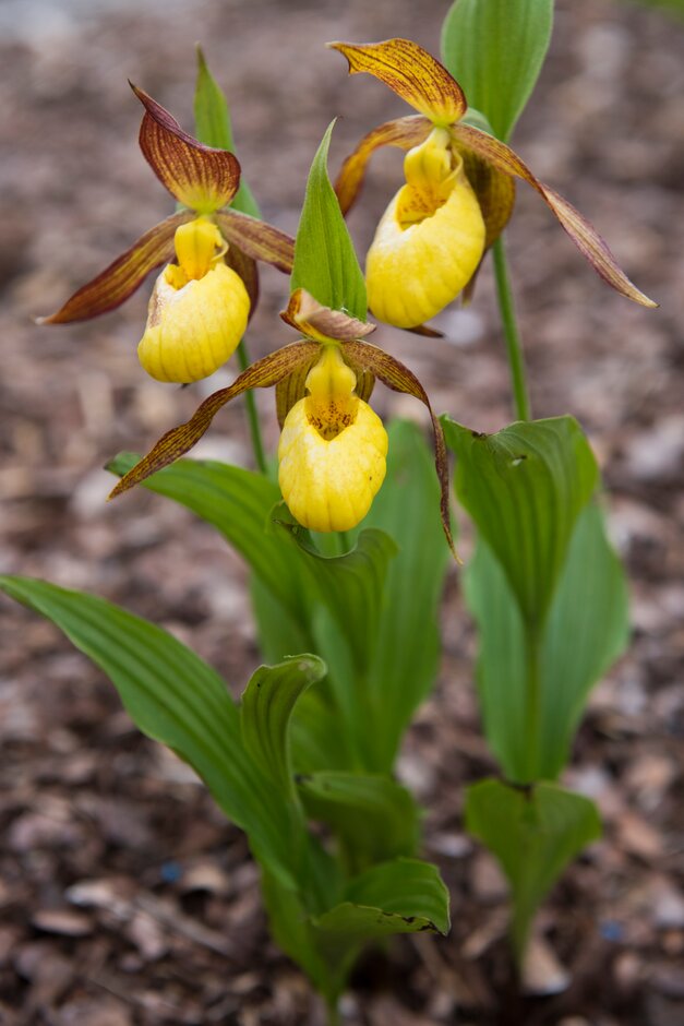 lady's slipper orchid Lukas gx