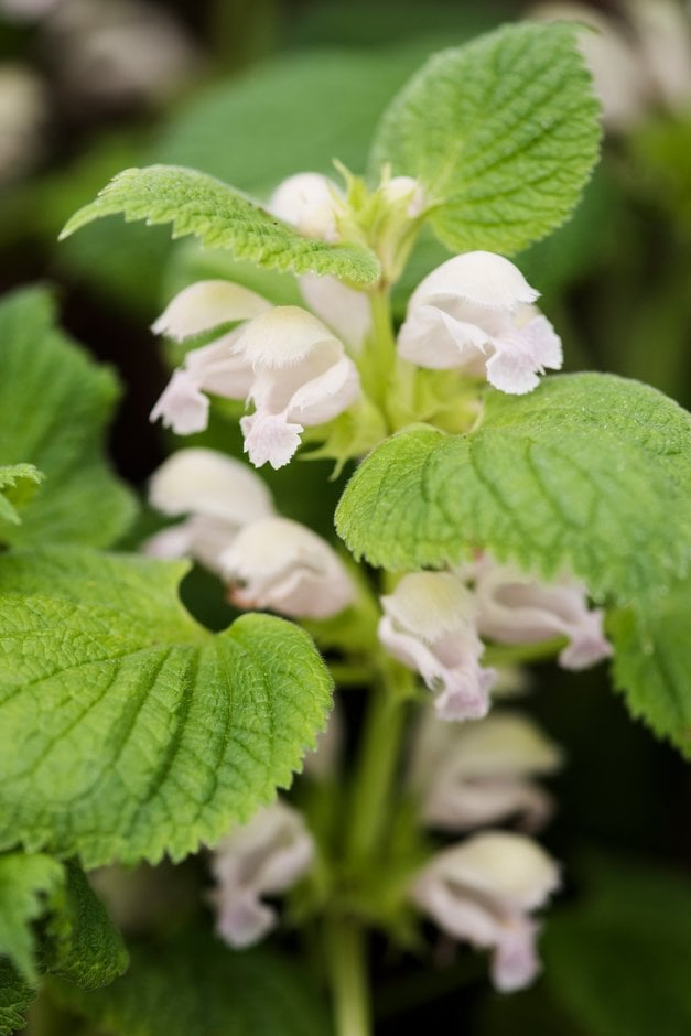 balm-leaved red deadnettle 'Album'