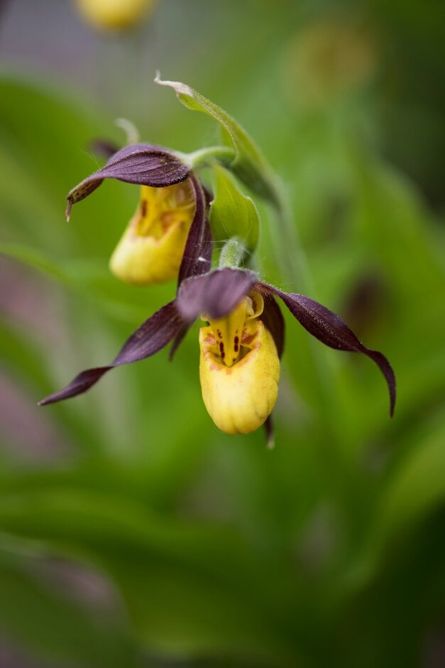downy small-flowered lady's slipper orchid