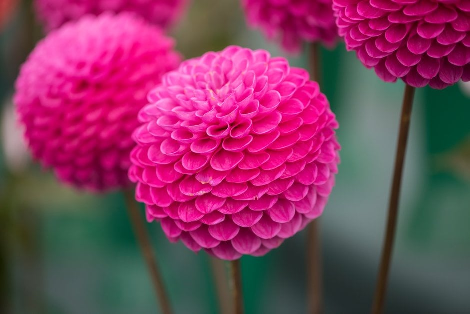 dahlia 'Mary's Jomanda'