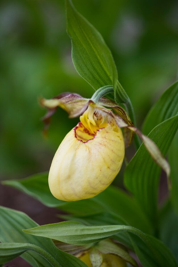 lady's slipper orchid Victoria gx