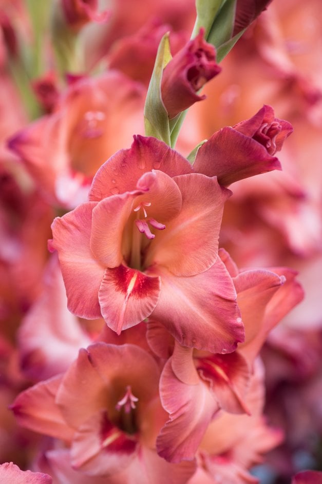 sword lily 'Antica'