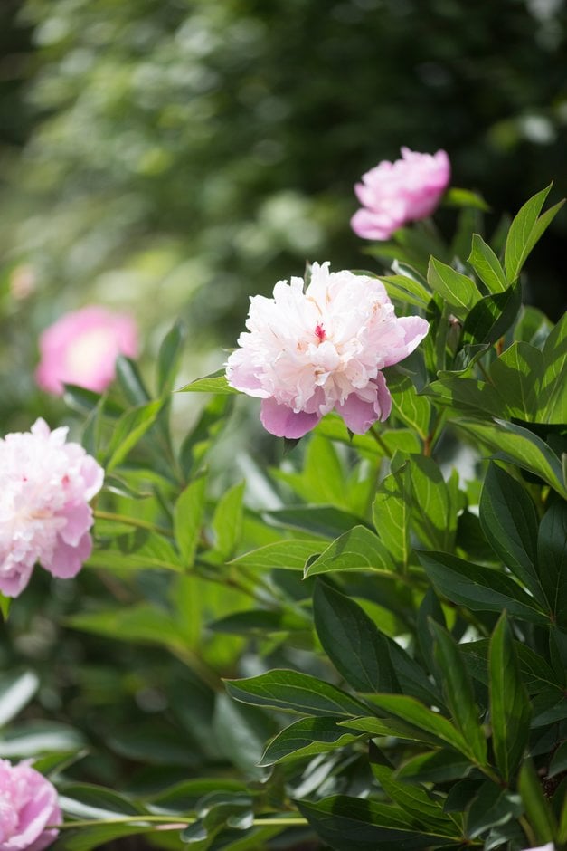 peony 'Sorbet'