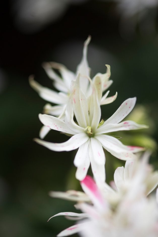 geranium 'Little Spikey'