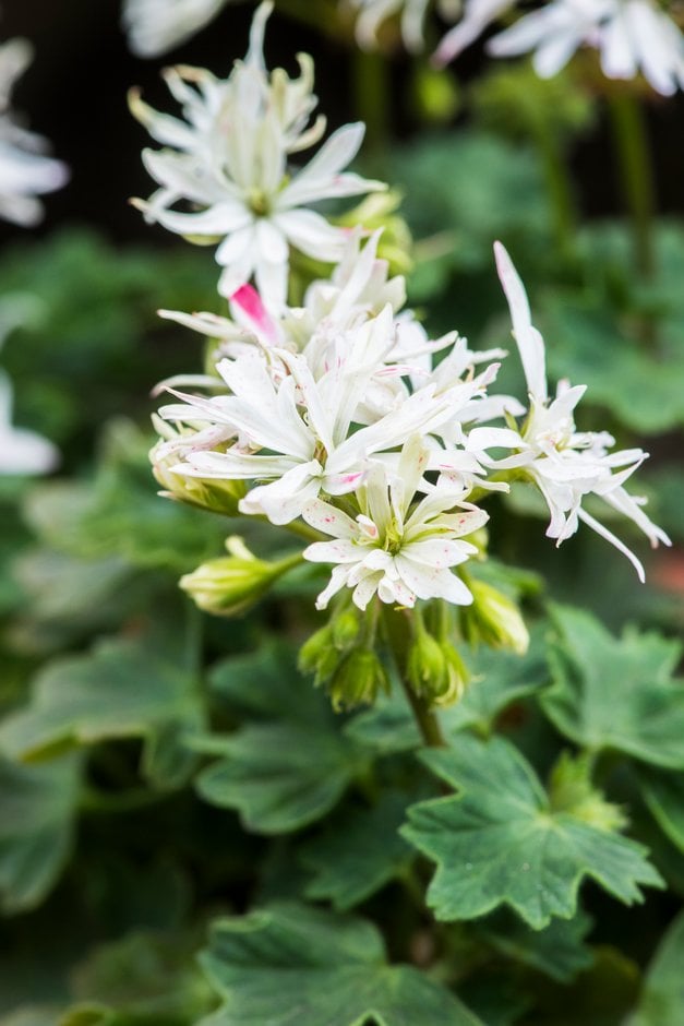 geranium 'Little Spikey'
