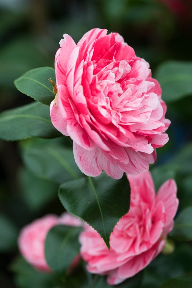 camellia 'Italiana Vera'