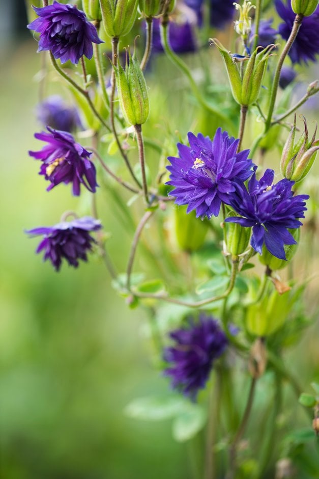 columbine 'Blue Barlow'