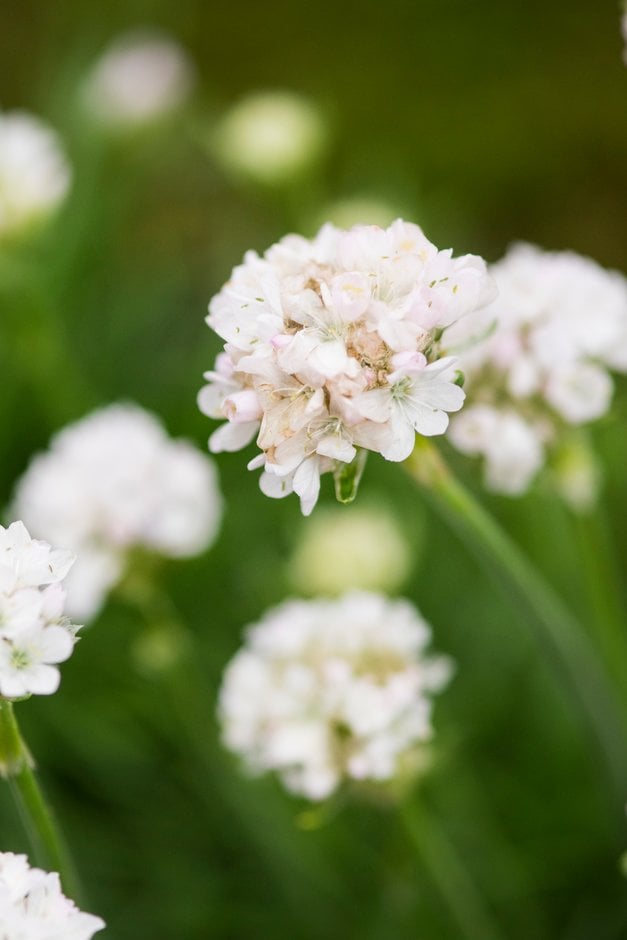 thrift 'Alba'