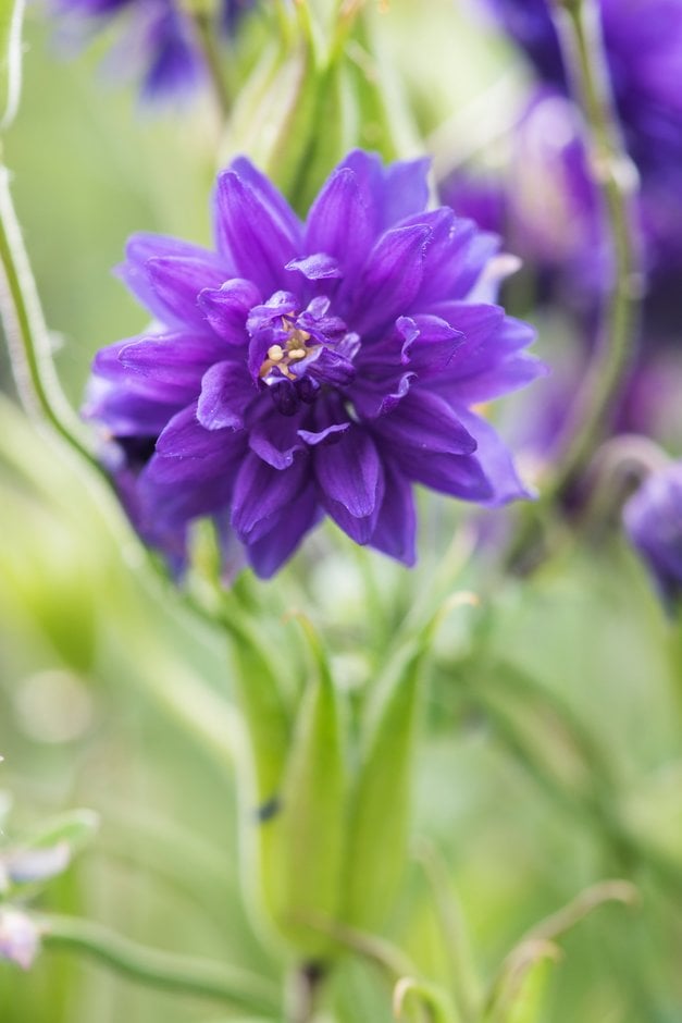 columbine 'Blue Barlow'