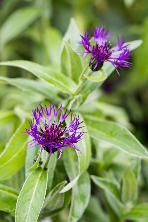 Centaurea Montana &amethyst Dream&pbr 