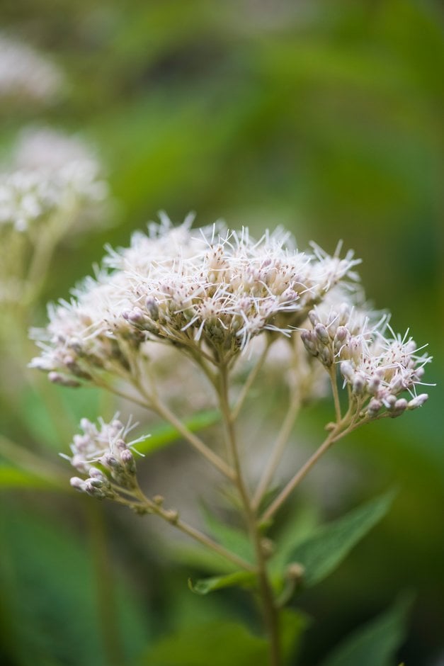 Joe-pye weed 'Album'