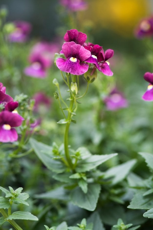 nemesia 'Bordeaux'