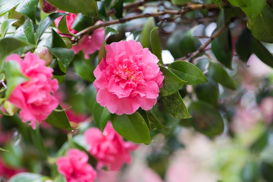 Camellia japonica &Her Majesty Queen Elizabeth II& | camellia &Her ...