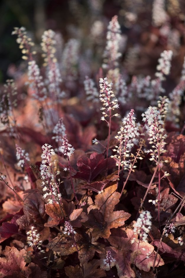 heucherella 'Sweet Tea'