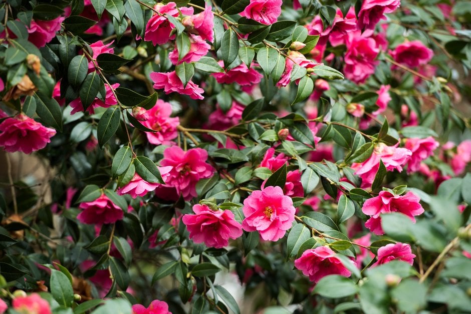camellia 'Leonara'