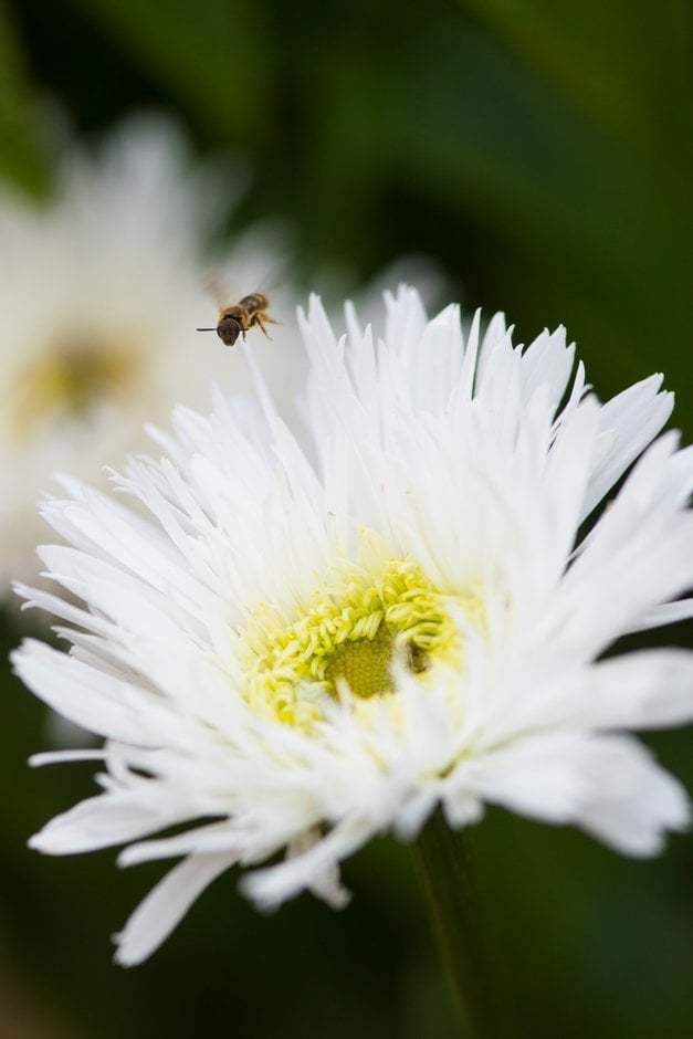 Shasta daisy 'Sante'