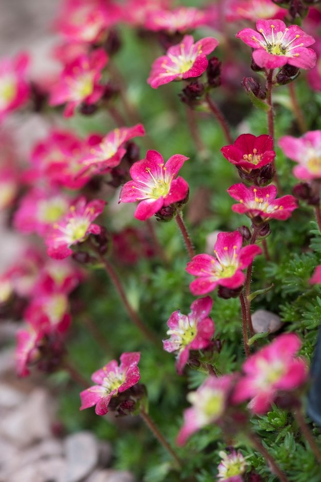 saxifrage 'Peter Pan'