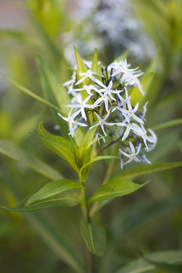 eastern bluestar