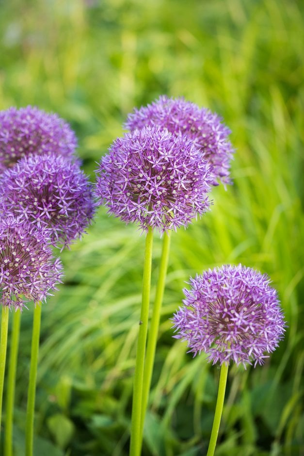 allium 'Pinball Wizard'