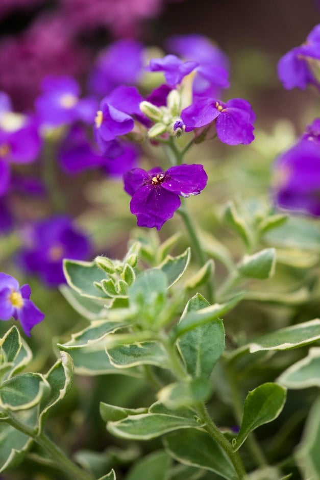 aubrieta 'Doctor Mules Variegata'